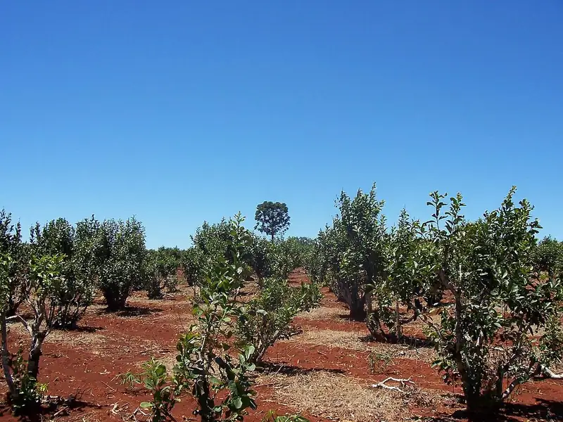 La tierra de la yerba mate