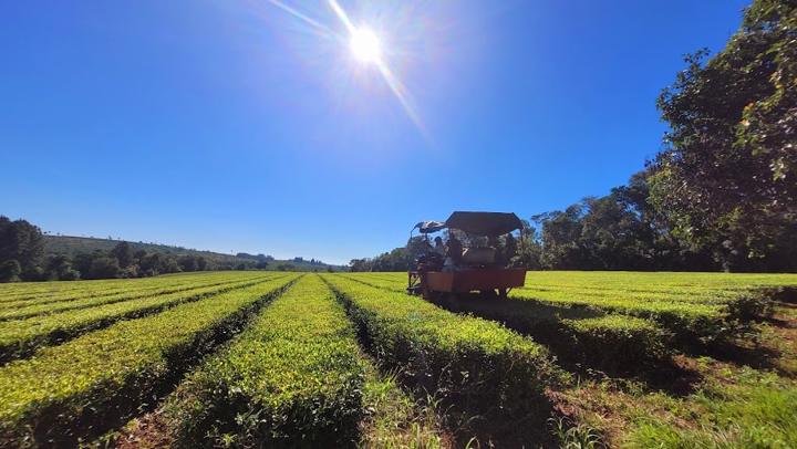 Akasha Tea Argentina